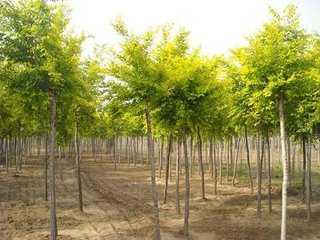 山东地区适宜种植的经济树木及其种植要点