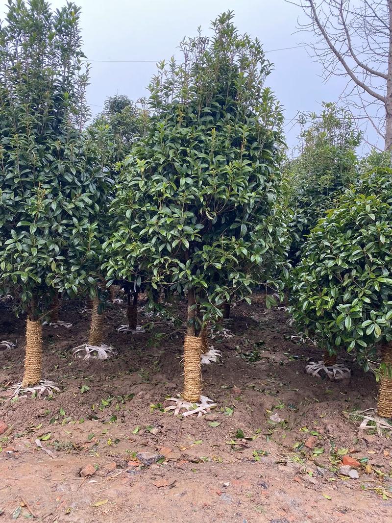 庭院种植桂花树 规格选择与种植指南