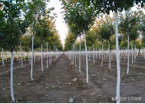 城市里的树木为什么要涂白