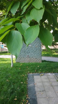 识木寻芳 探索树木世界的奥秘