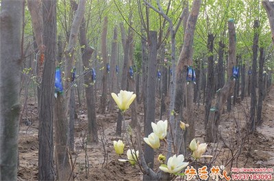 树木苗圃生根粉选用指南 优选种类与市场价格解析