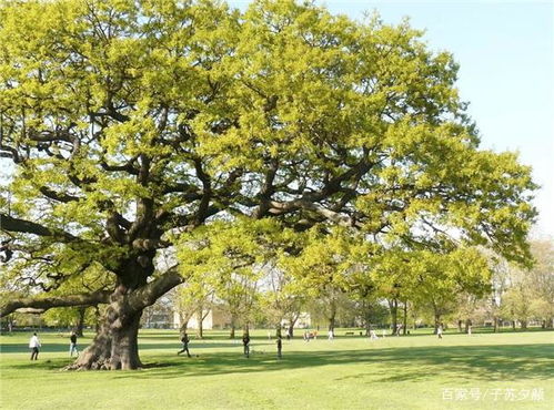 人穷不砍三种树 古训中的生态智慧与人文关怀