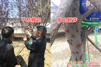 神奇快活林树木营养液 绿化树复芽原来如此简单