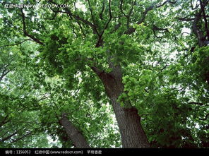 绿色茂盛 树木的生命力与美学