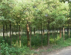 芜湖苗木产业名片 香樟与广玉兰的市场优势与供应基地