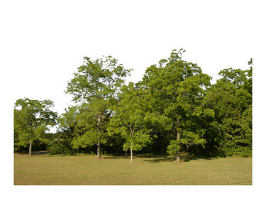 森林之魂——论树木在生态系统中的基石作用