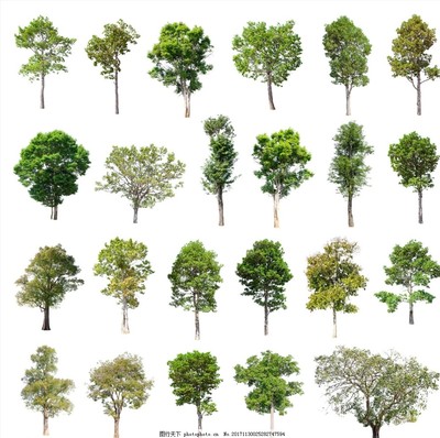 树木 地球的绿色卫士