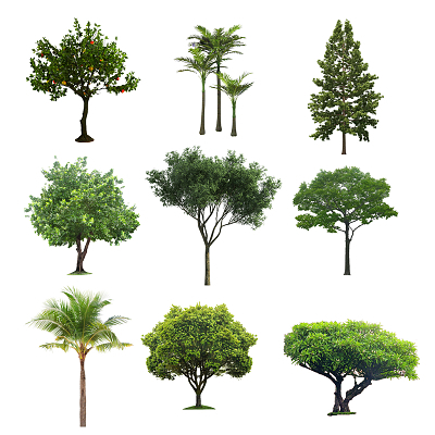 树木 景观园林中的绿色灵魂