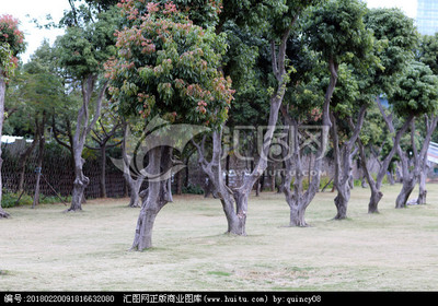 鹭岛绿韵 探寻厦门常见树木及其城市生态文化