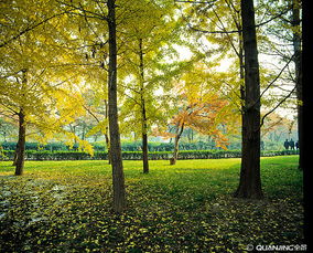 树木 自然的守护者与生命的象征