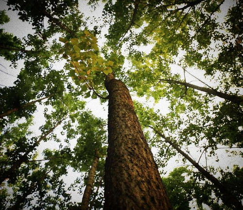 83.2米 中国最高树木记录再刷新，为何全球大树都难破120米之谜