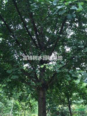 桂林山水间的绿色诗篇——探寻桂林树木的生态与人文意蕴