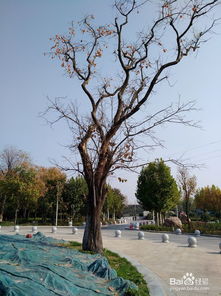 郑州树木园出行小心得 与绿意共舞的惬意之旅