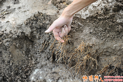 树木生根剂哪个牌子好？科学选择助您事半功倍