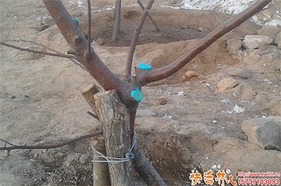 树木越冬修剪的必要性与后续处理指南