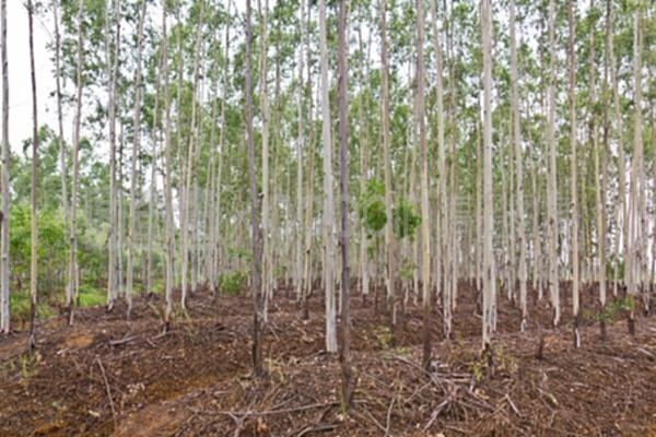 桉树种植园的科学种植与管理