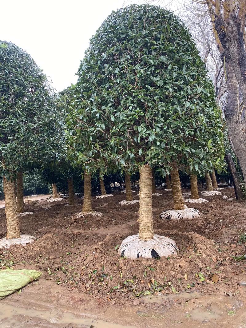 庭院中的桂花树 规格选择与种植指南