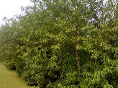 如皋德华草坪苗木园艺 专业绿化苗木与草坪供应基地