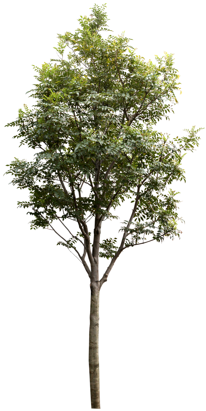 树木 自然的守护者